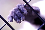 猩猩 2