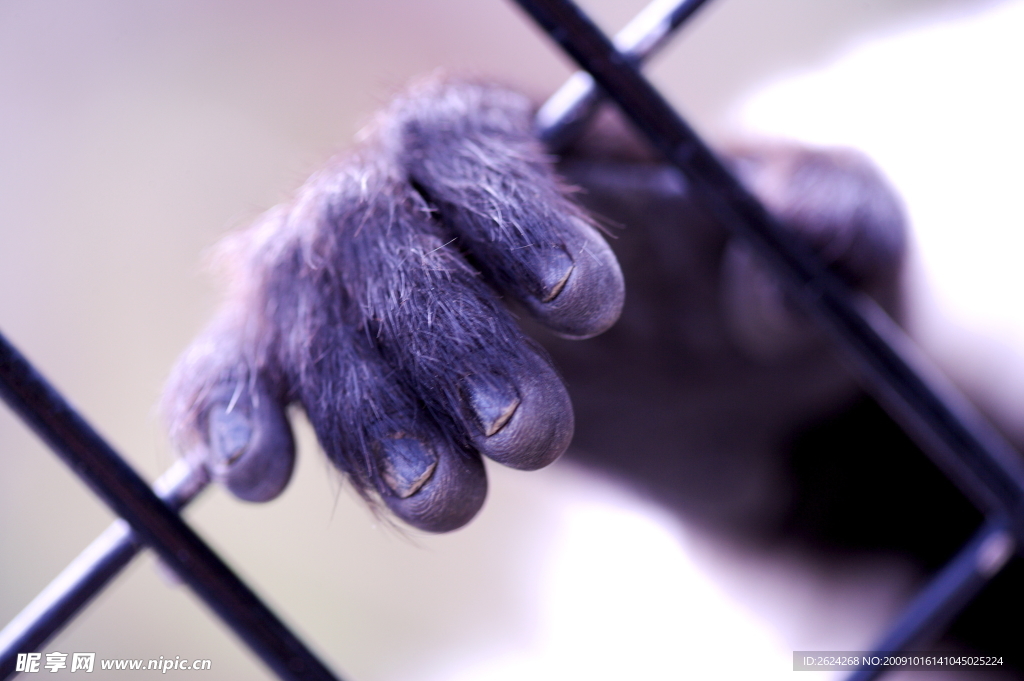 猩猩 2