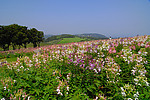 花丛
