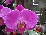 蝴蝶兰花