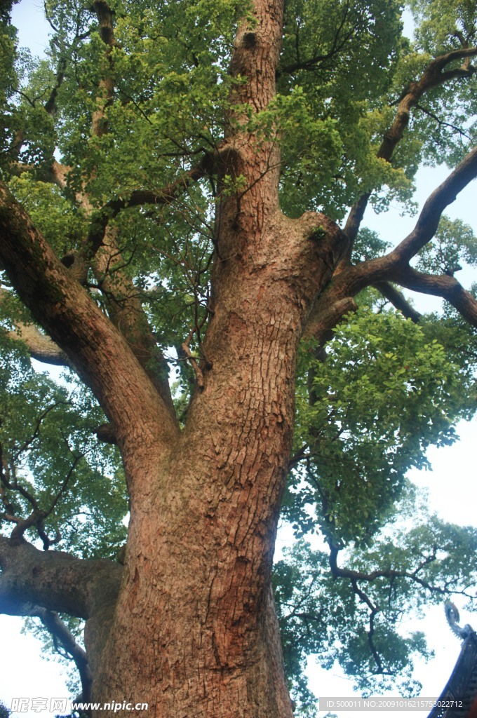 古树