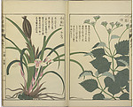 本草图谱之山兰与春兰