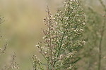 野草