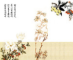 玉兰花