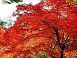 枫叶树