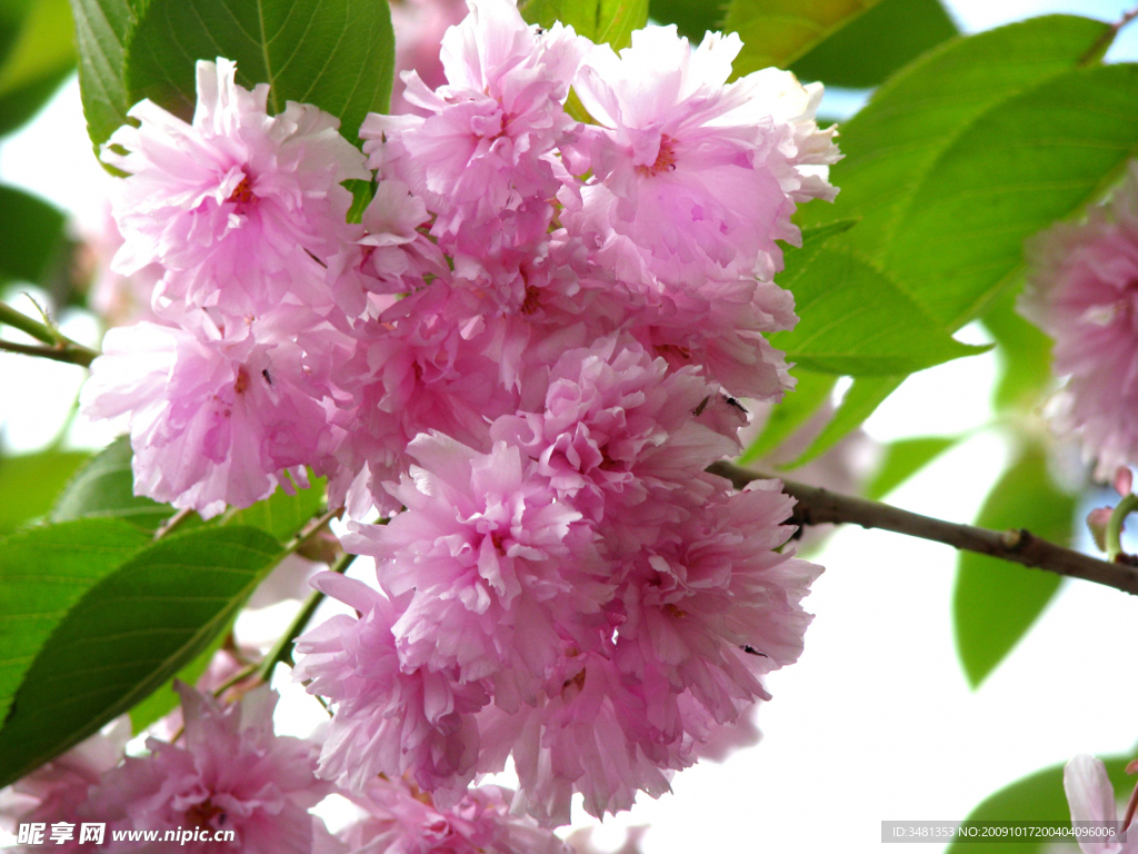 桃花