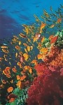 海洋世界