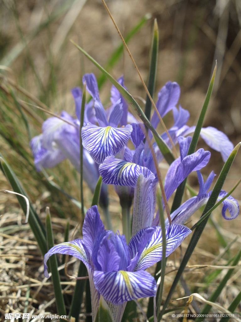 马兰花