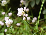 小花