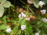 小花