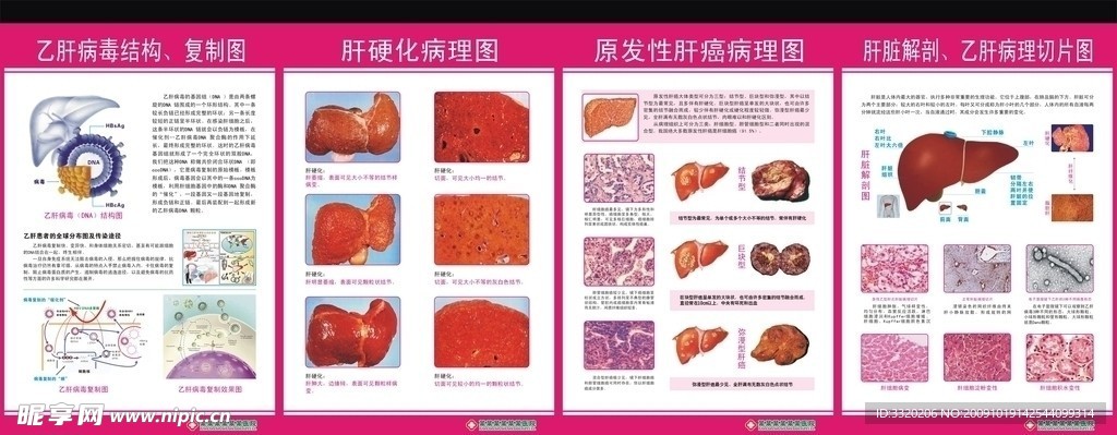 肝病科解剖图