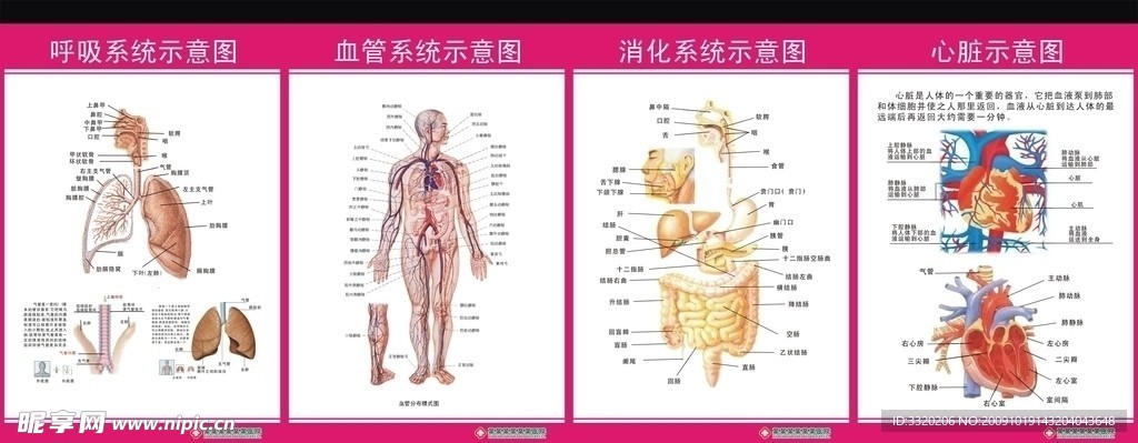 内科解剖图