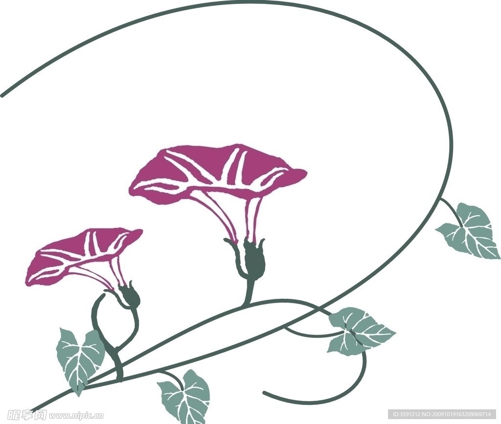 牵牛花