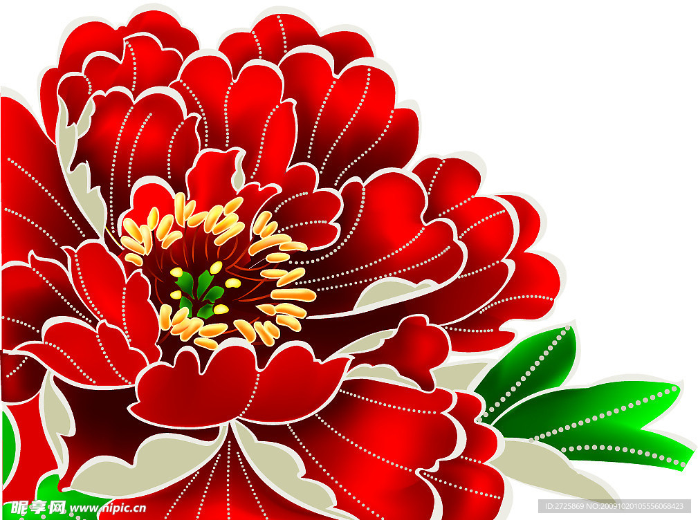 牡丹花