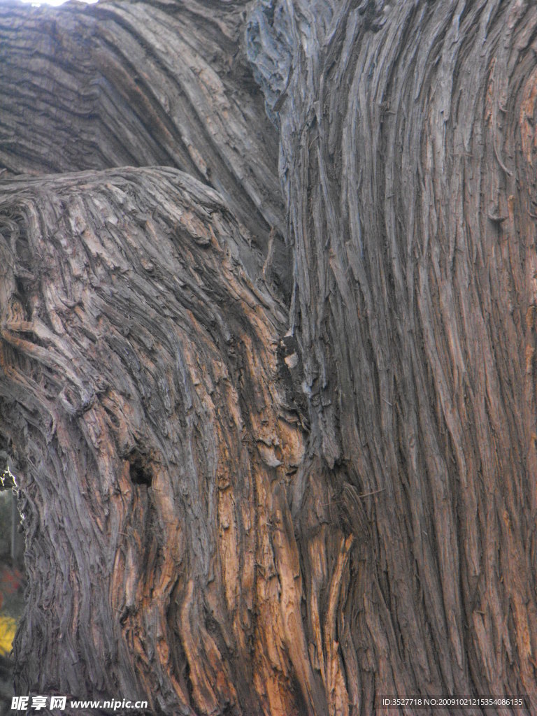 树纹