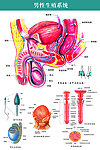 男性生殖系统
