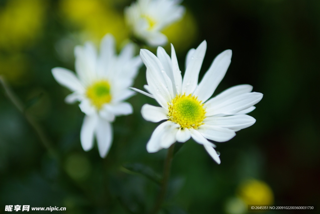 白菊花