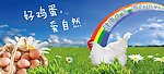 田野鸡蛋