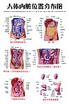 人体内脏位置分布图