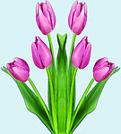 花蕊