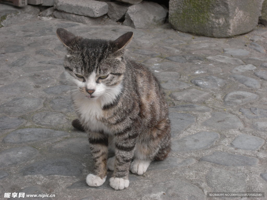 花猫