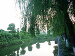 垂柳小河