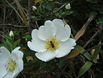 蜂花恋2