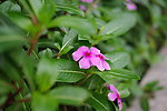 高清花卉