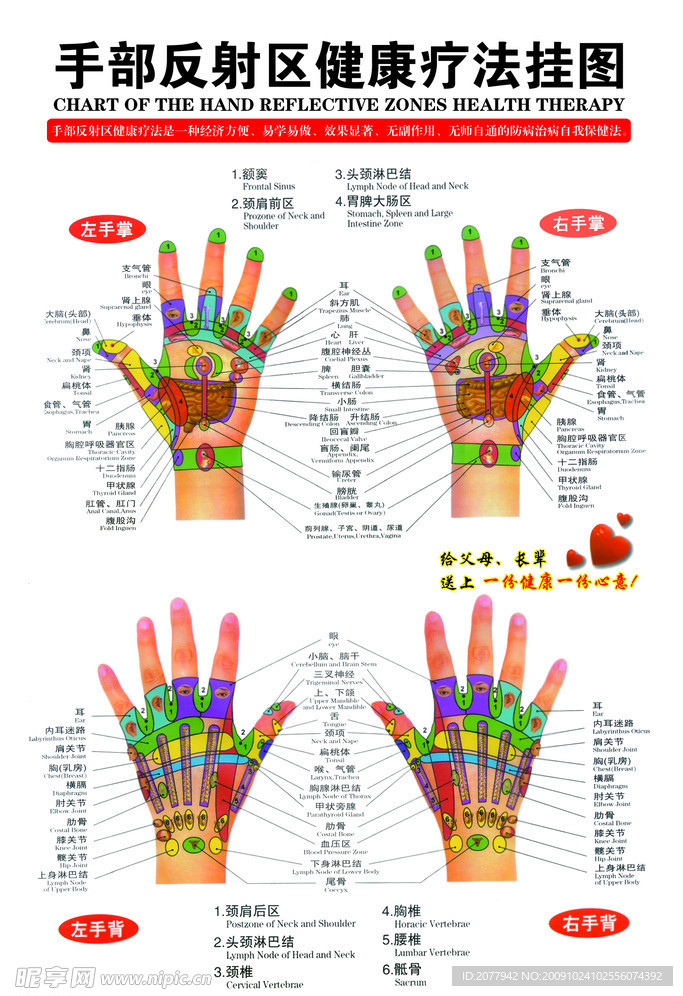 手部反射区健康疗法挂图