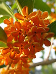 桂花