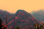 光雾山红叶