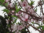 桃花1