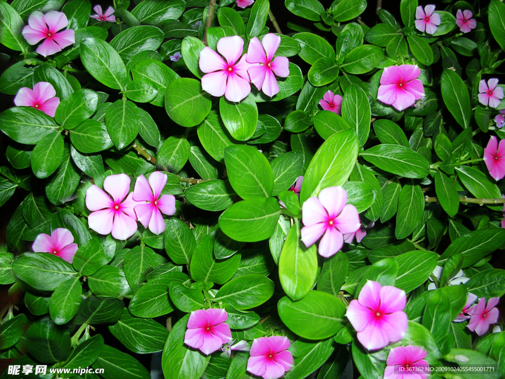 小花