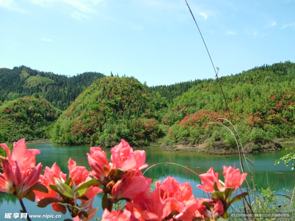 杜鹃花