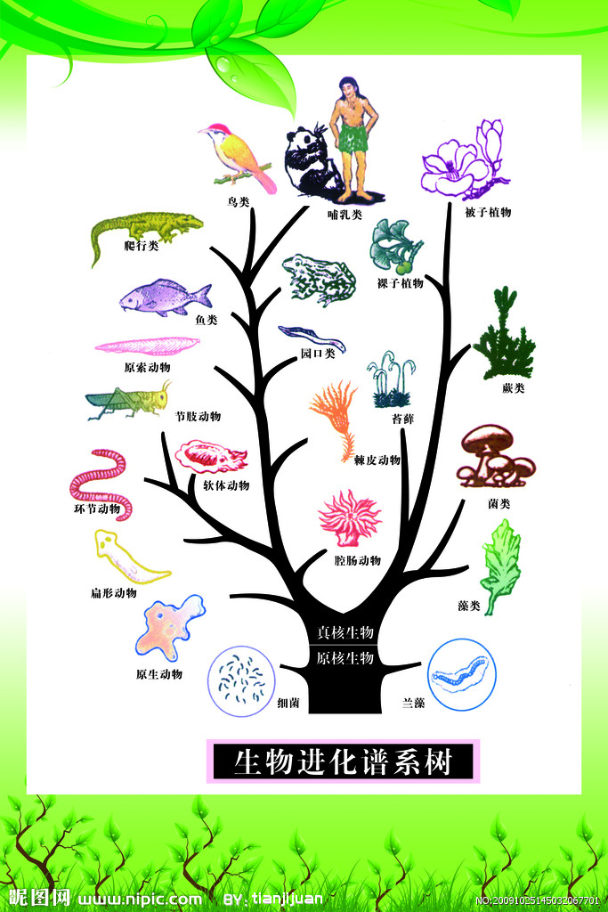 生物进化谱系树