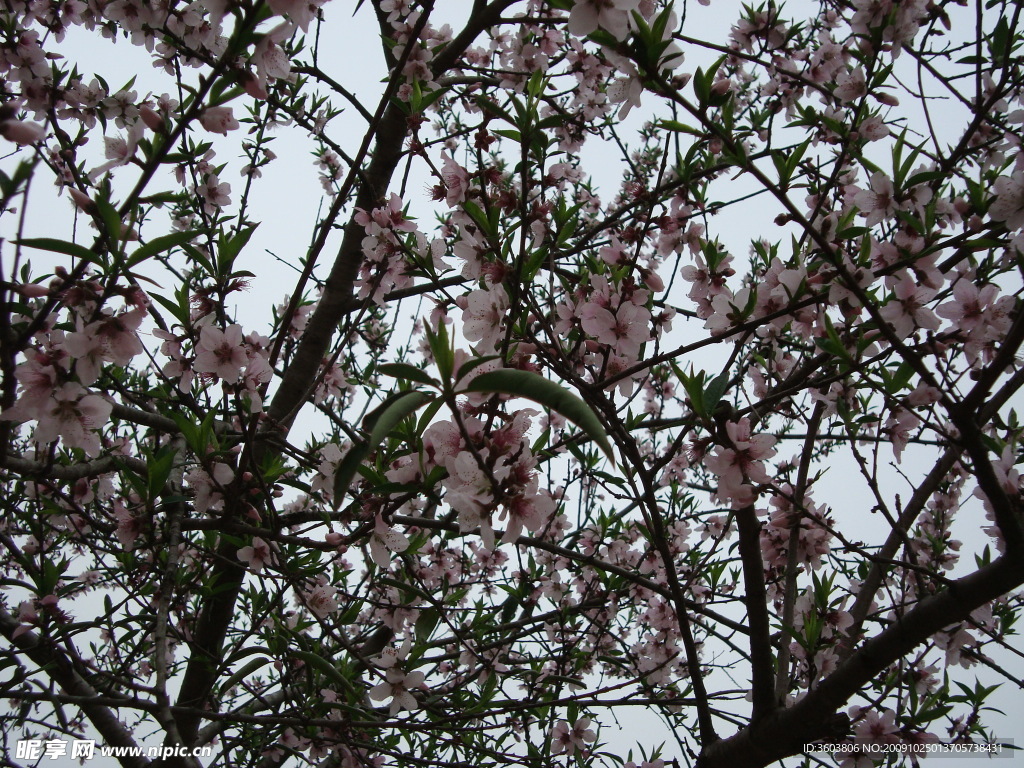 桃花4
