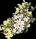 百合花