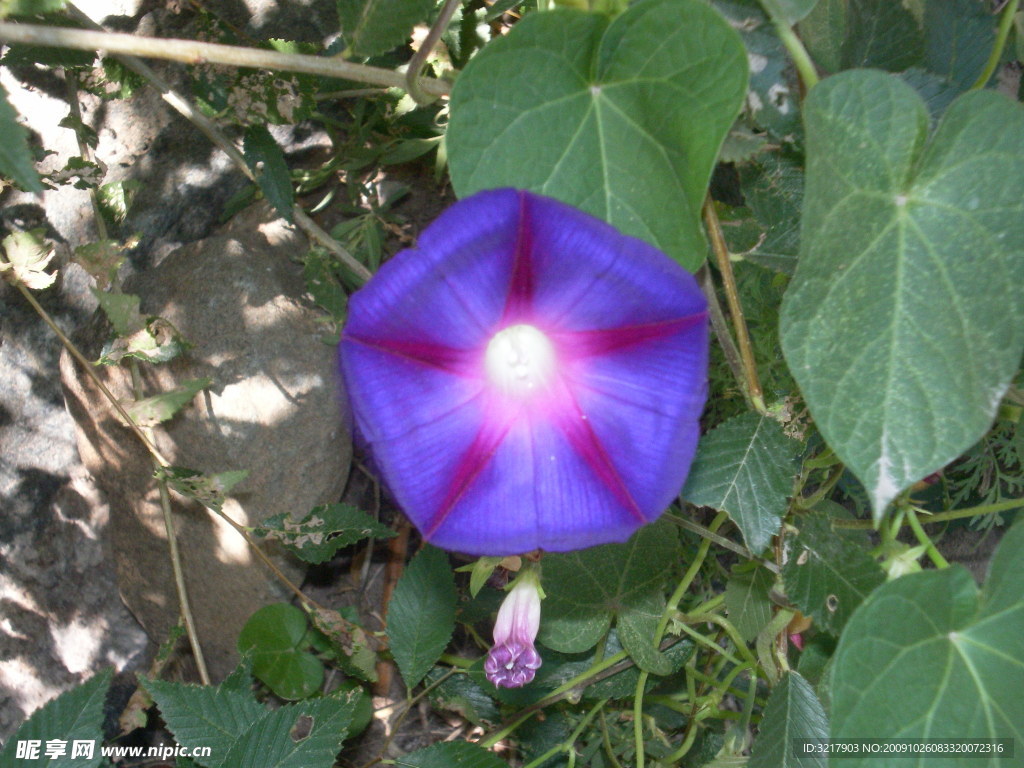 孕育 牵牛花