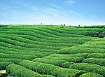 茶叶山(A004)