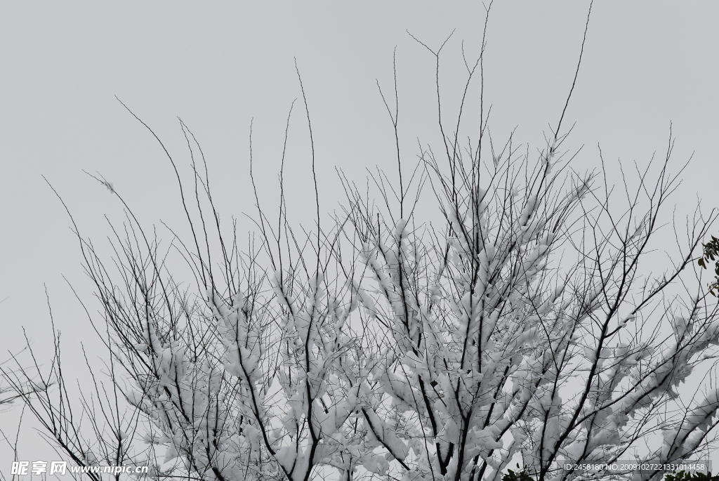 雪景 雪枝