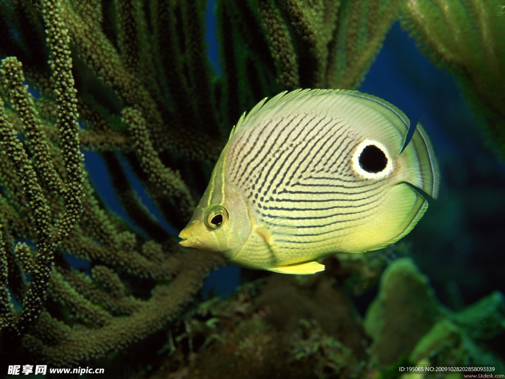 海洋生物