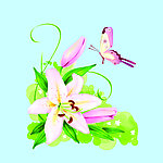 蝴蝶花