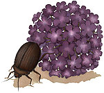 臭虫