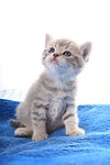 可爱猫咪02