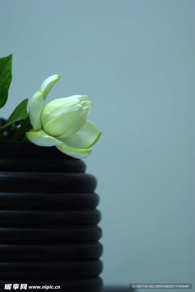栀子花