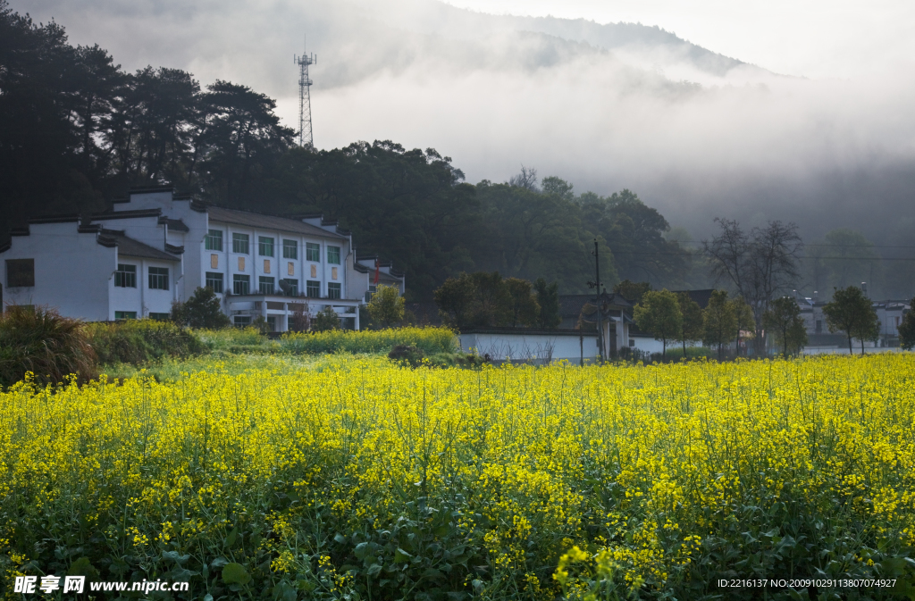 油菜花