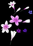 小花