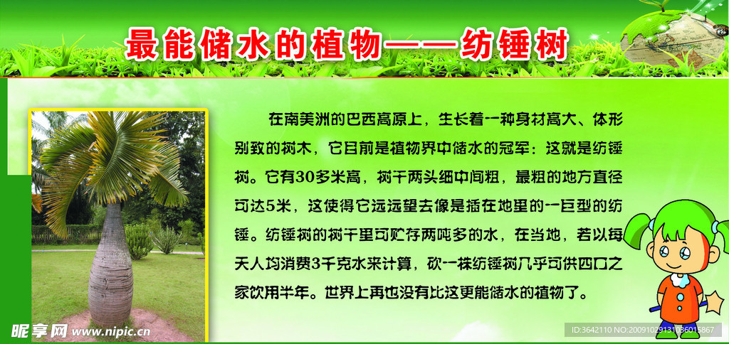 最能吸储水的植物 纺锤树