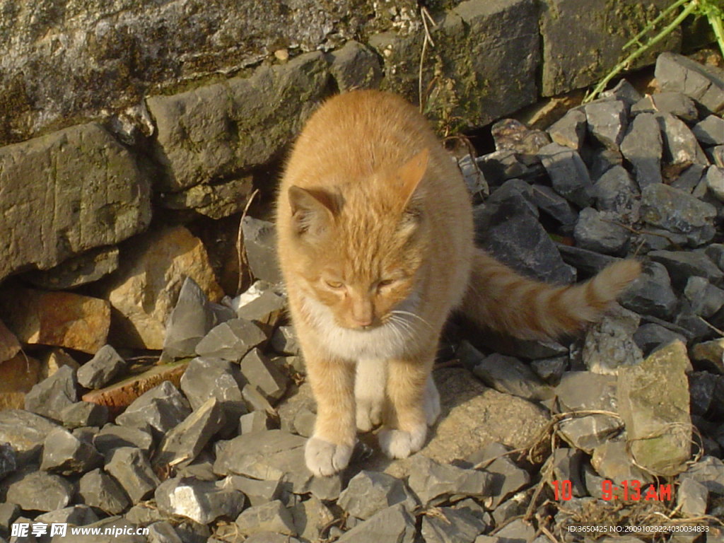 动物 猫