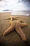 海星